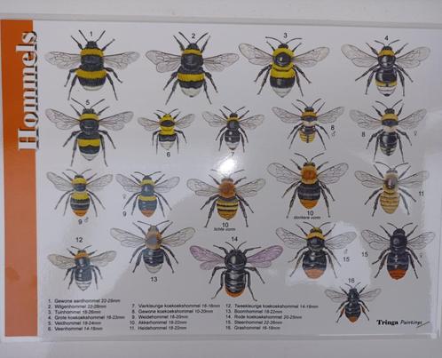 Bijen wespen hoornaar., Tuin en Terras, Bestrijdingsmiddelen, Ophalen
