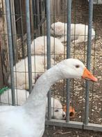 witte ganzen, Plusieurs animaux, Oie ou Cygne