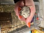 Hamster, Animaux & Accessoires, Rongeurs, Hamster