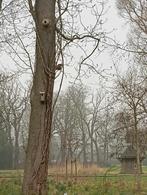 droog brandhout, 6 m³ of meer, Ophalen of Verzenden, Beukenhout, Blokken