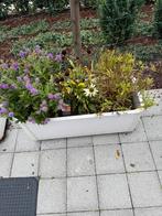 3 bloembakken met winter vaste planten te Nazareth., Enlèvement, Utilisé