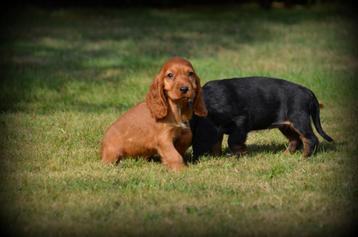 Engelse Cocker Spaniel pups beschikbaar voor biedingen