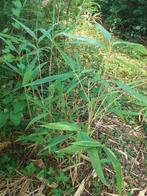 Jeunes buissons de bambou à vendre, Moins de 100 cm, Enlèvement, Arbuste, Bambou