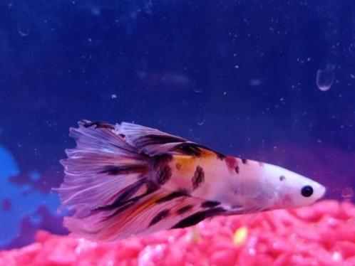 Siamese kempvis - verschillende kleuren te koop, Dieren en Toebehoren, Vissen | Aquariumvissen, Zoetwatervis, Vis