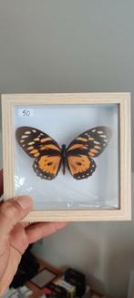 Papilio zagreus, Ophalen