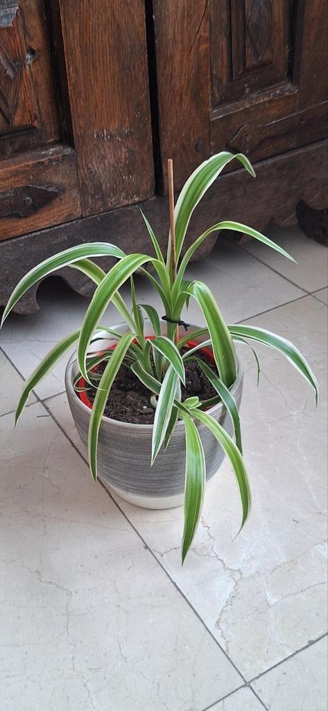 Graslelie + sierpot, Huis en Inrichting, Kamerplanten, Ophalen