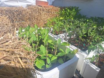 Plants de tomates et d'aubergines 1e beschikbaar voor biedingen