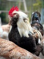 Duitse Faverolle haan, Dieren en Toebehoren