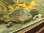 Flowerhorn koppel, Dieren en Toebehoren, Vis, Zoetwatervis