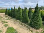 Groenblijvende hagen of coniferen en kerstbomen, Ophalen, Laurier, Haag, 100 tot 250 cm