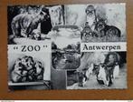 Postkaart Zoo van Antwerpen, Non affranchie, Enlèvement ou Envoi, Anvers