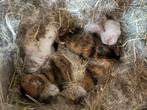 Ras zuivere mini lop’s, Dieren en Toebehoren, Konijnen, Meerdere dieren, Dwerg, Hangoor, 0 tot 2 jaar