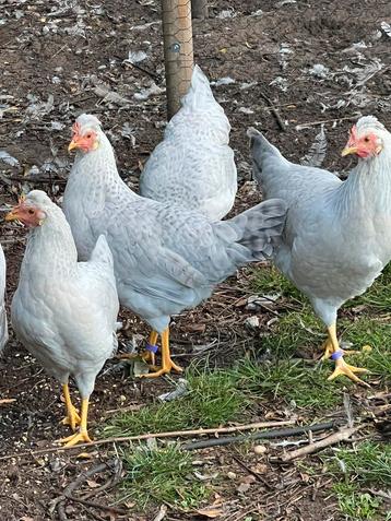 Broedeieren OPAL LAVENDER Legbar( reserveren 2026 beschikbaar voor biedingen