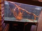 aquarium, Ophalen, Gebruikt, Leeg aquarium