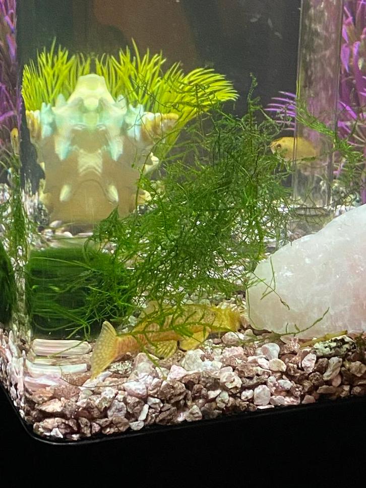 Witte borstelneus, Dieren en Toebehoren, Vissen | Aquariumvissen