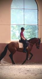 Super brave Lusitano ruin, Ophalen, Dressuur