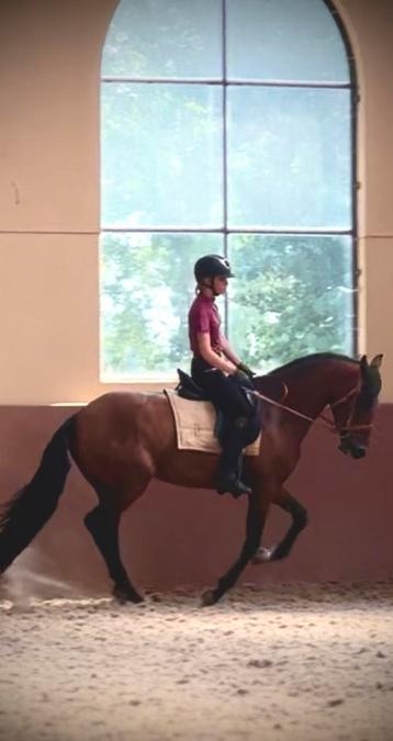 Super brave Lusitano ruin beschikbaar voor biedingen