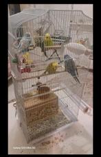 Cage perruche jumbo