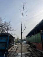 Populier, Enlèvement