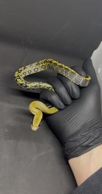 Elaphe taeniura callycianous CB25, Dieren en Toebehoren, Slang, 0 tot 2 jaar