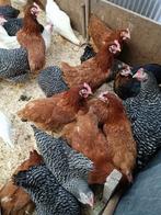 œufs frais blancs, bruns et noirs 24 semaines par semaine, Poule ou poulet, Femelle