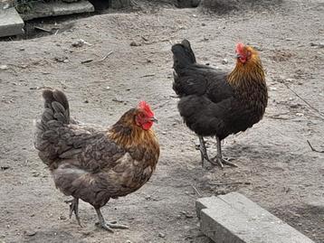 broedeieren van marans kippen, Dieren en Toebehoren, Pluimvee