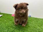 Dwergkees pups, Dieren en Toebehoren, België, Keeshond, 8 tot 15 weken, CDV (hondenziekte)