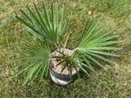 Trachycarpus princeps x wagnerianus F1, Ophalen of Verzenden, Nieuw