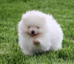Pomeriaan pup   100% raszuiver, Dieren en Toebehoren, Honden | Poolhonden, Keeshonden en Oertypen, België, Keeshond, CDV (hondenziekte)