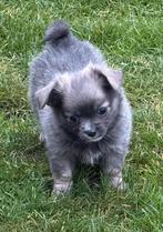 Langharige chihuahua reutjes, Dieren en Toebehoren, België, Fokker | Hobbymatig, Meerdere, Meerdere dieren