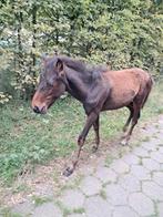 Hengst veulen, Dieren en Toebehoren, Paarden, Hengst, Niet van toepassing, 0 tot 2 jaar