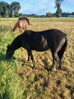 Fijne menpony, Dieren en Toebehoren, Paarden, Merrie, Minder dan 160 cm, Gechipt, Zadelmak