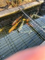 Vissen, Dieren en Toebehoren, Vissen | Vijvervissen, Karper of Koi