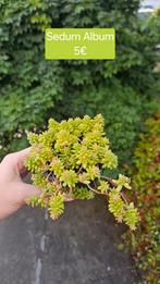 Sedum-album, Tuin en Terras, Planten | Tuinplanten, Ophalen of Verzenden