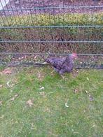 Jongen haan mechels koekoek, Dieren en Toebehoren