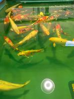 Vissen opvang, Dieren en Toebehoren, Vissen | Vijvervissen, Overige soorten