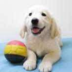 Lieve Golden Retriever puppy's - te koop (Belgisch), Dieren en Toebehoren, Golden retriever, België, Handelaar, CDV (hondenziekte)