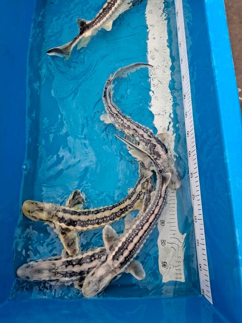 Diamant-, zebra en albino steur, Dieren en Toebehoren, Vissen | Vijvervissen, Steur