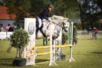 Allround C-pony te koop., Dieren en Toebehoren, Springpaard, Minder dan 160 cm, L, 11 jaar of ouder