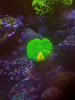 Koraal, aquarium alles te koop, Dieren en Toebehoren