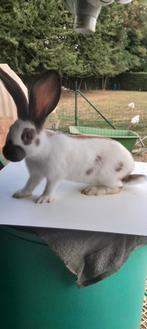 Raszuivere reuzevlinders., Meerdere dieren, Groot, 0 tot 2 jaar