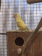 Jonge dwergpapegaai agapornid mist tenen, Dieren en Toebehoren, Vogels | Parkieten en Papegaaien, Tam