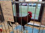 Zottegems hoen haan, Dieren en Toebehoren, Pluimvee, Meerdere dieren, Kip