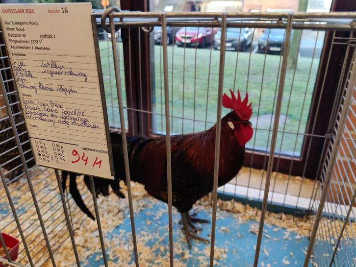 Zottegems hoen haan + Goudbrakel hen, Dieren en Toebehoren, Pluimvee, Kip, Meerdere dieren