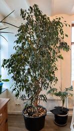 A donner, grand ficus, 2,7m, Jardin & Terrasse, Enlèvement, En pot, Autres espèces