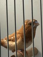 Vogels voor 2025, Dieren en Toebehoren, Vogels | Overige Vogels