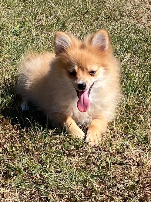 Duitse spitz / loulou, Dieren en Toebehoren, Honden | Poolhonden, Keeshonden en Oertypen, Teef, Keeshond, Fokker | Professioneel