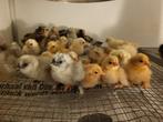 Kuikens, Dieren en Toebehoren, Geslacht onbekend, Kip