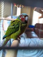 Jonge Pyrrhura Emma halftam, Dieren en Toebehoren, Vogels | Parkieten en Papegaaien, Meerdere dieren, Papegaai, Geringd