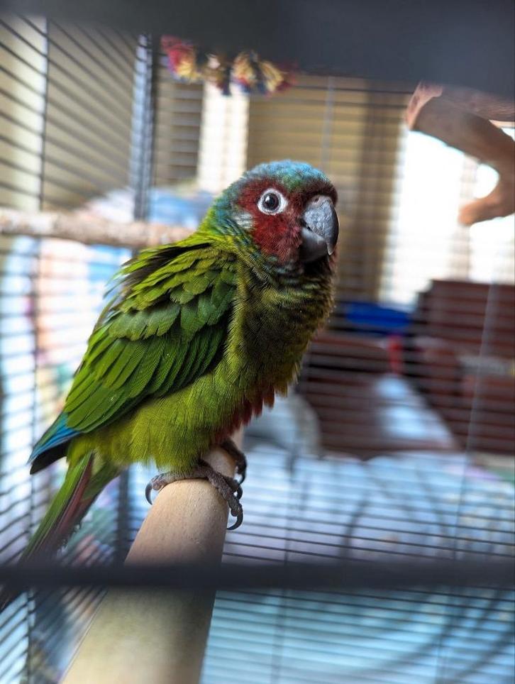 Jonge Pyrrhura Emma halftam, Dieren en Toebehoren, Vogels | Parkieten en Papegaaien, Papegaai, Meerdere dieren, Geringd